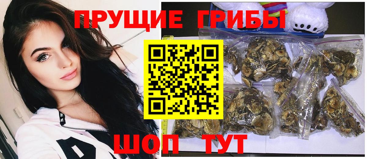 Сланцы  Псилоцибиновые грибы GOLDEN TEACHER  Вход с VPN  Галлюциногенные грибы Cubensis 